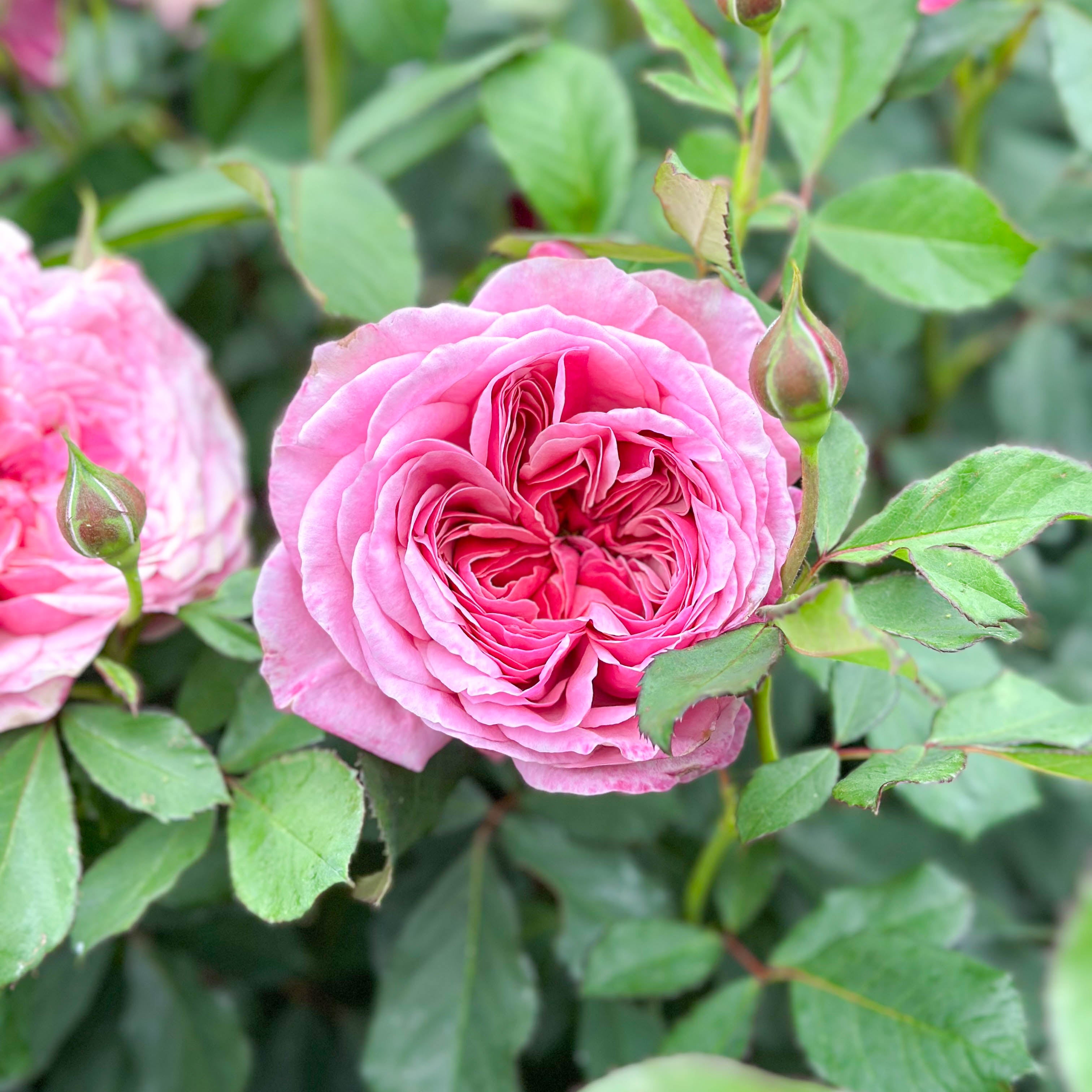 Queen Of Elegance™ Potted Rose Bush