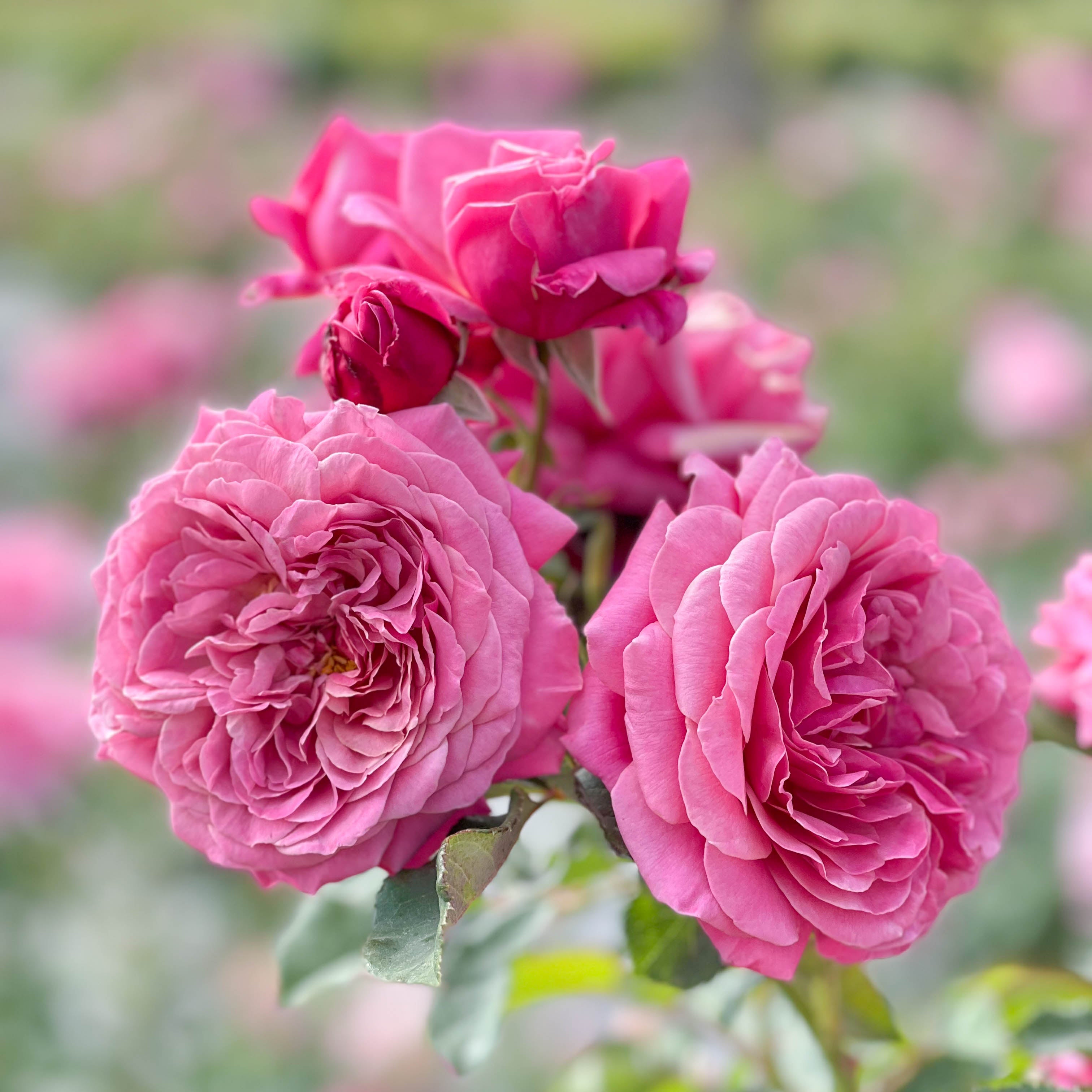 Queen of Elegance™ Bare Root Rose Bush