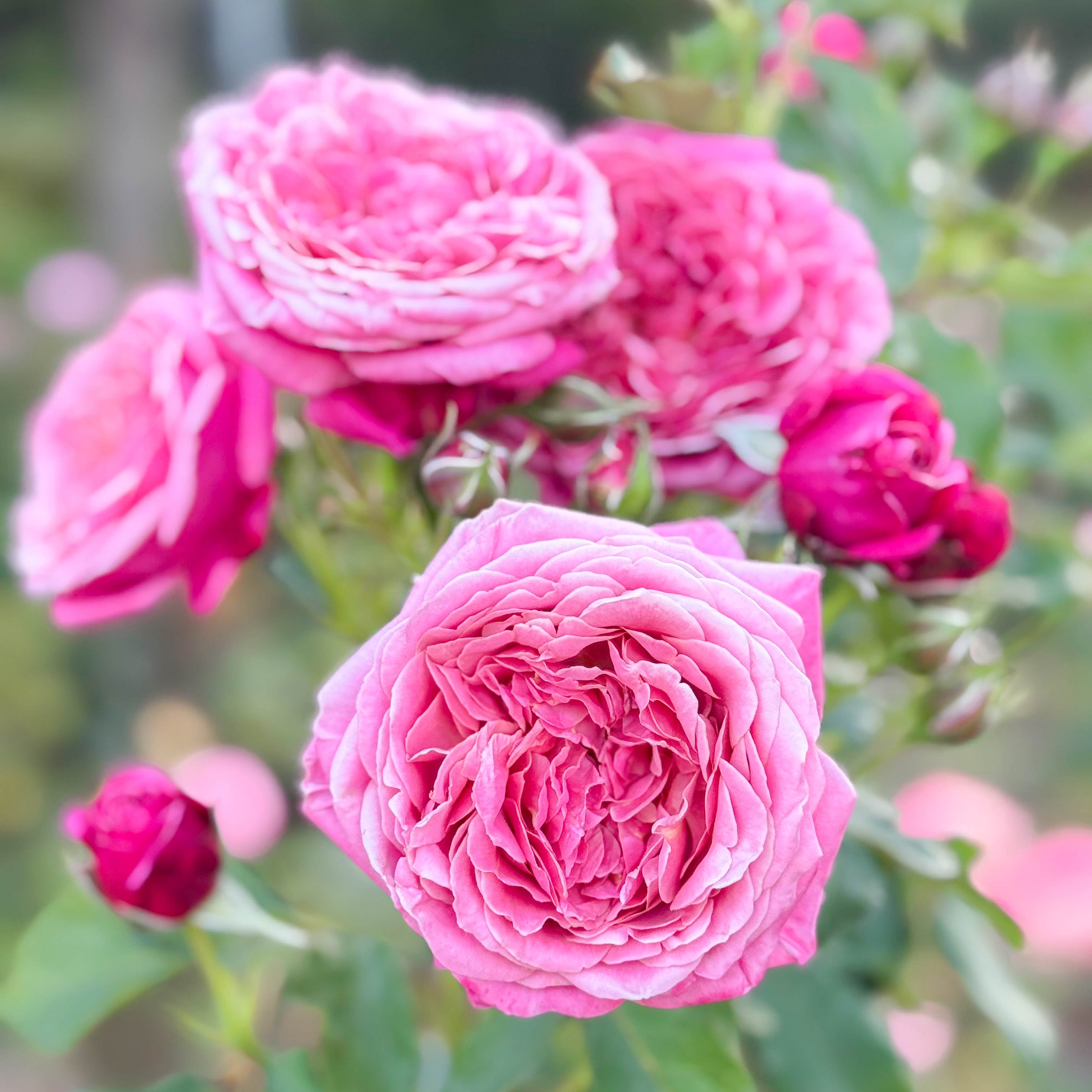 Queen of Elegance™ Bare Root Rose Bush