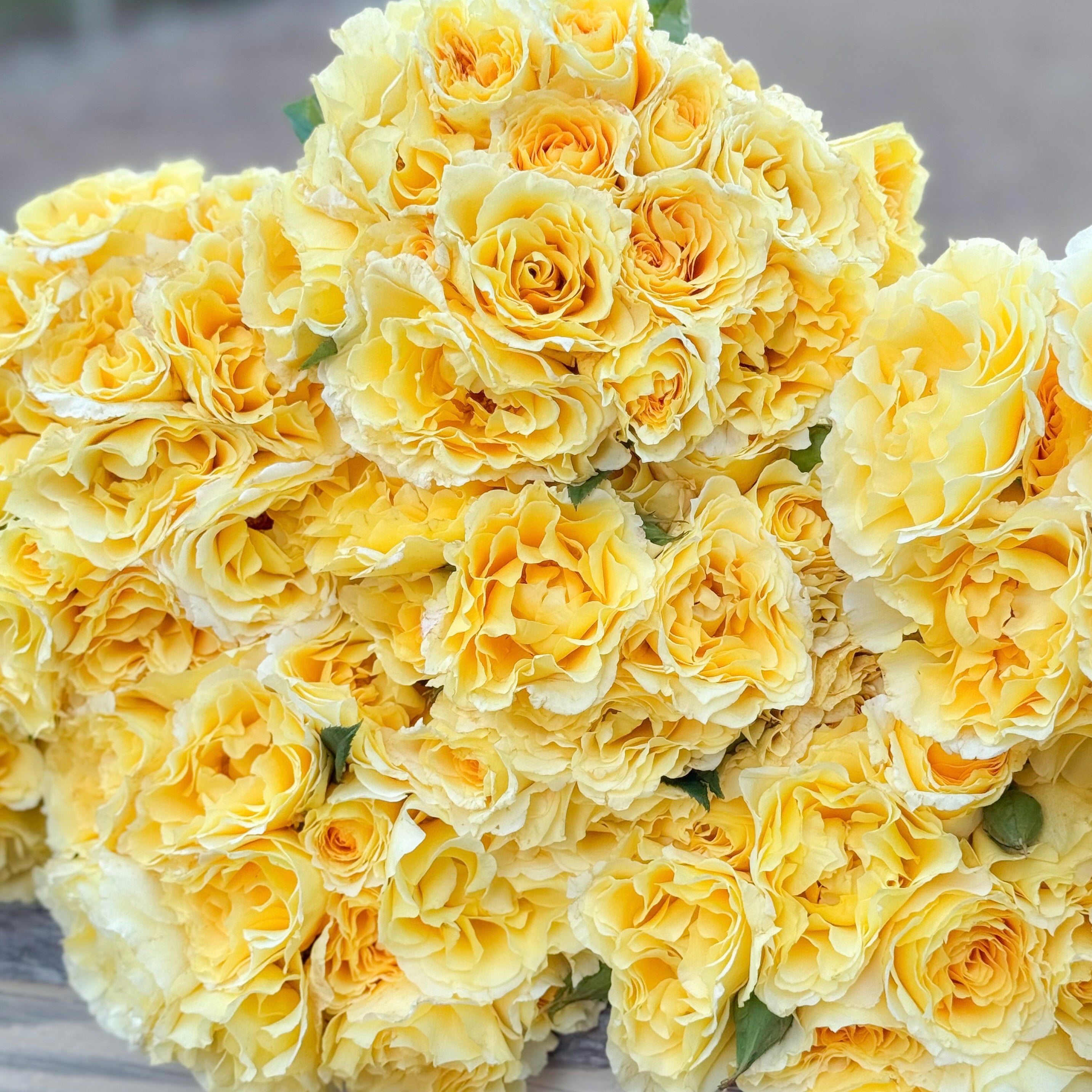 Quest for Zest™ Bare Root Rose Bush