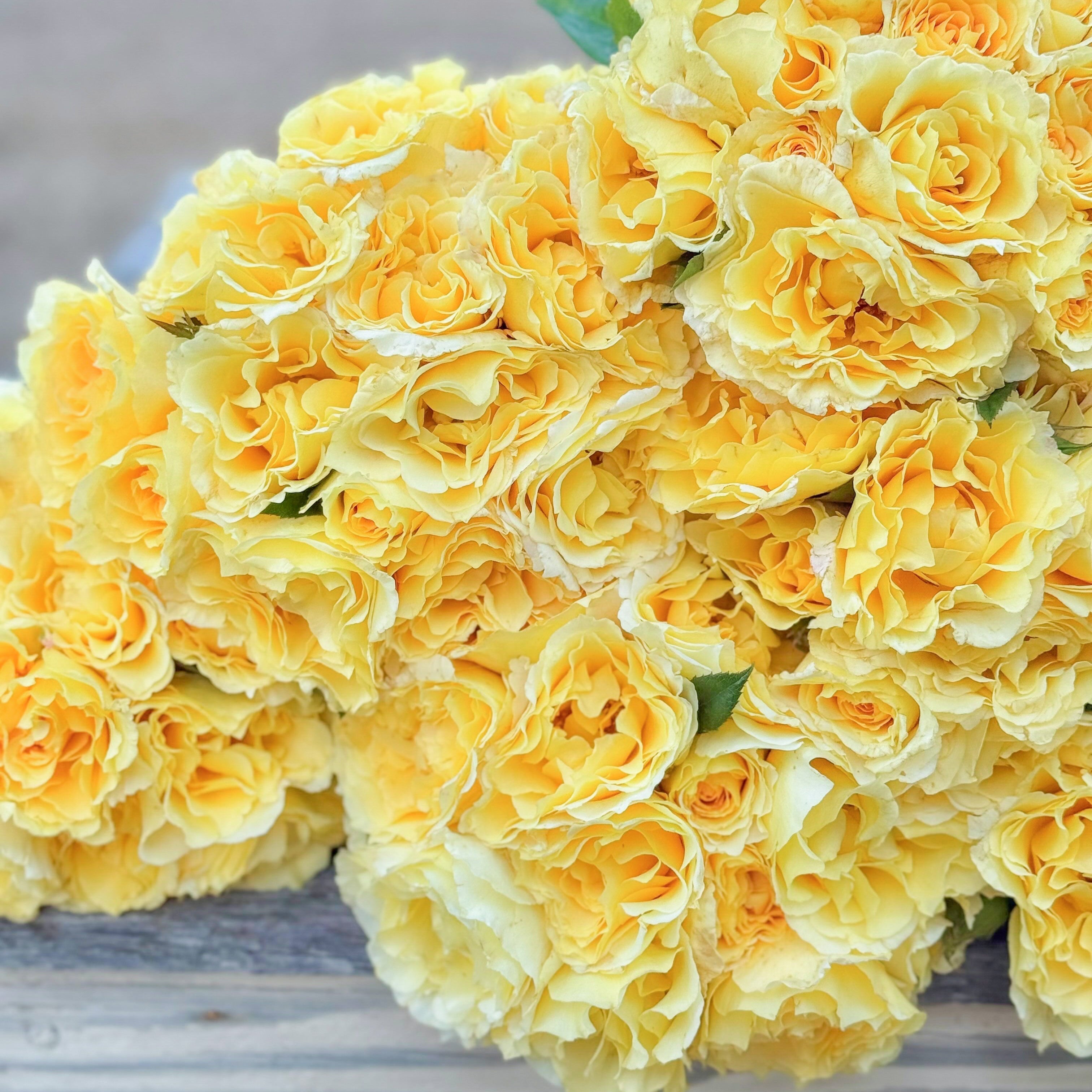 Quest for Zest™ Potted Tree Rose