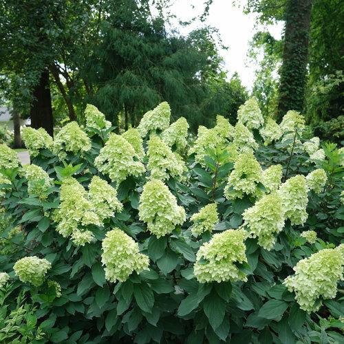Proven Winners® Limelight Prime® Hydrangea Potted Hydrangea