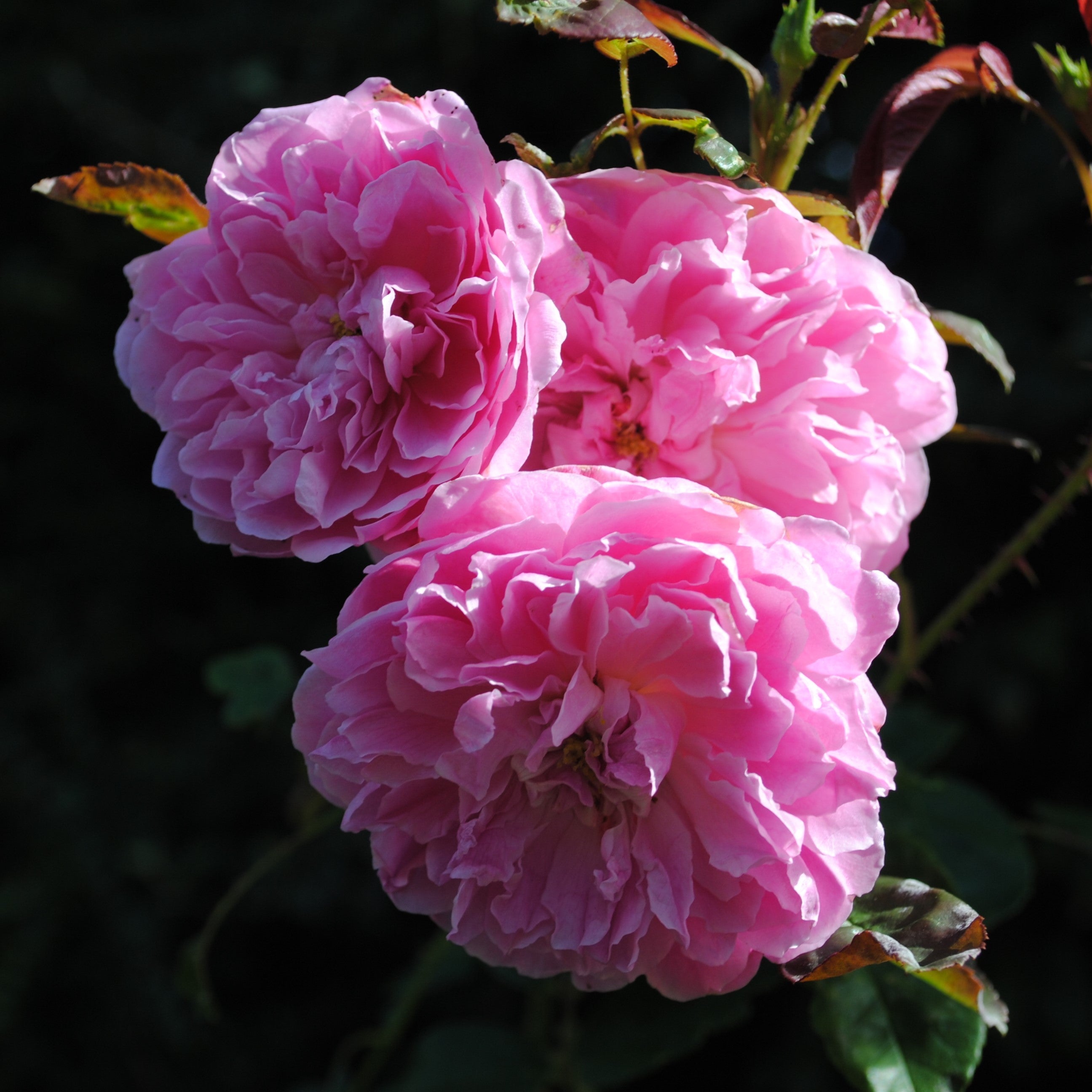 David Austin® Harlow Carr® Potted Rose Bush