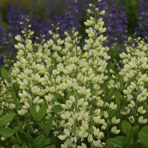 Proven Winners® Baptisia Decadence® Vanilla Cream Potted False Indigo Plant
