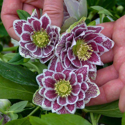 Helleborus 'Wedding Party Mix' Potted Lenten Rose Plant