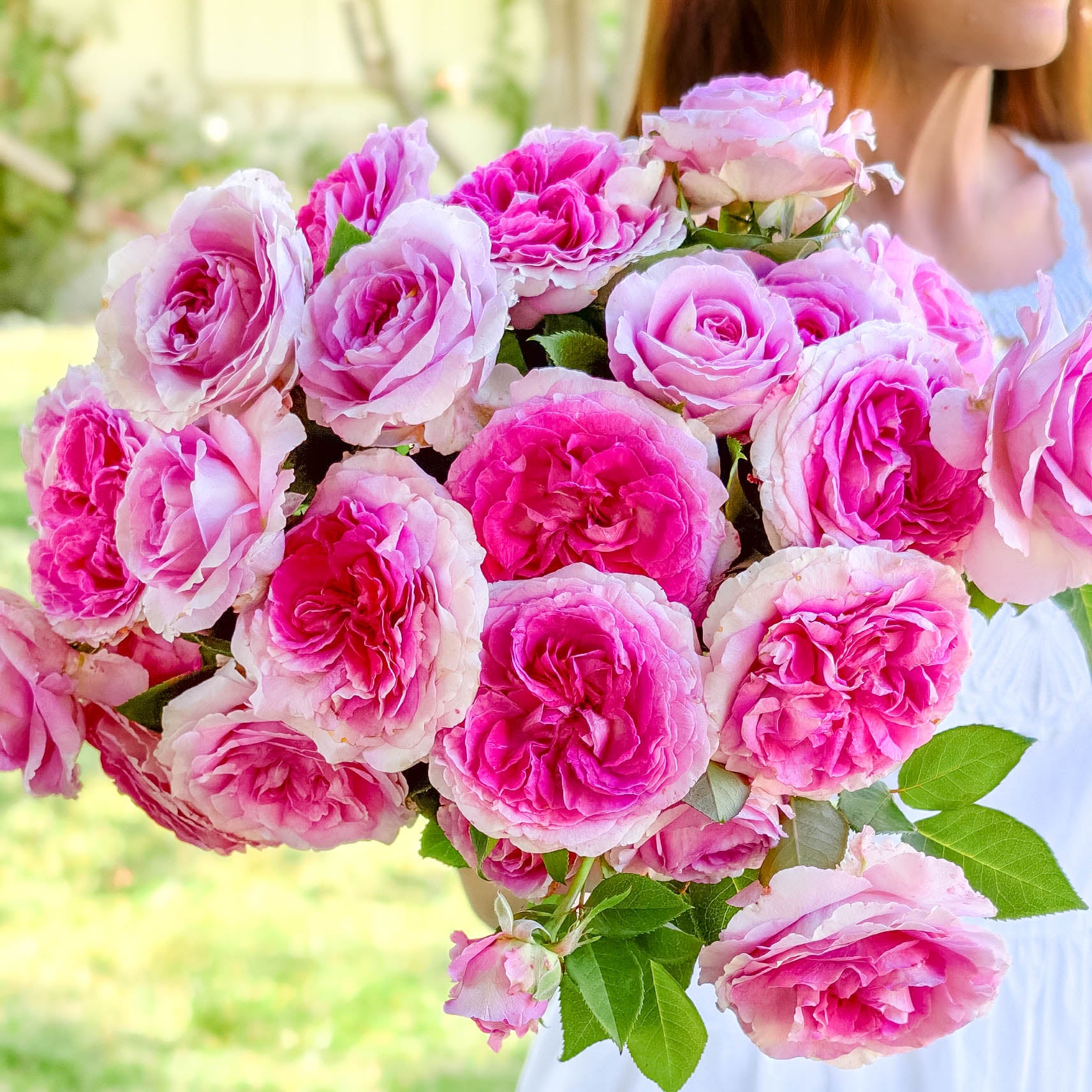 Raspberry Cupcake™ Bare Root Rose Bush