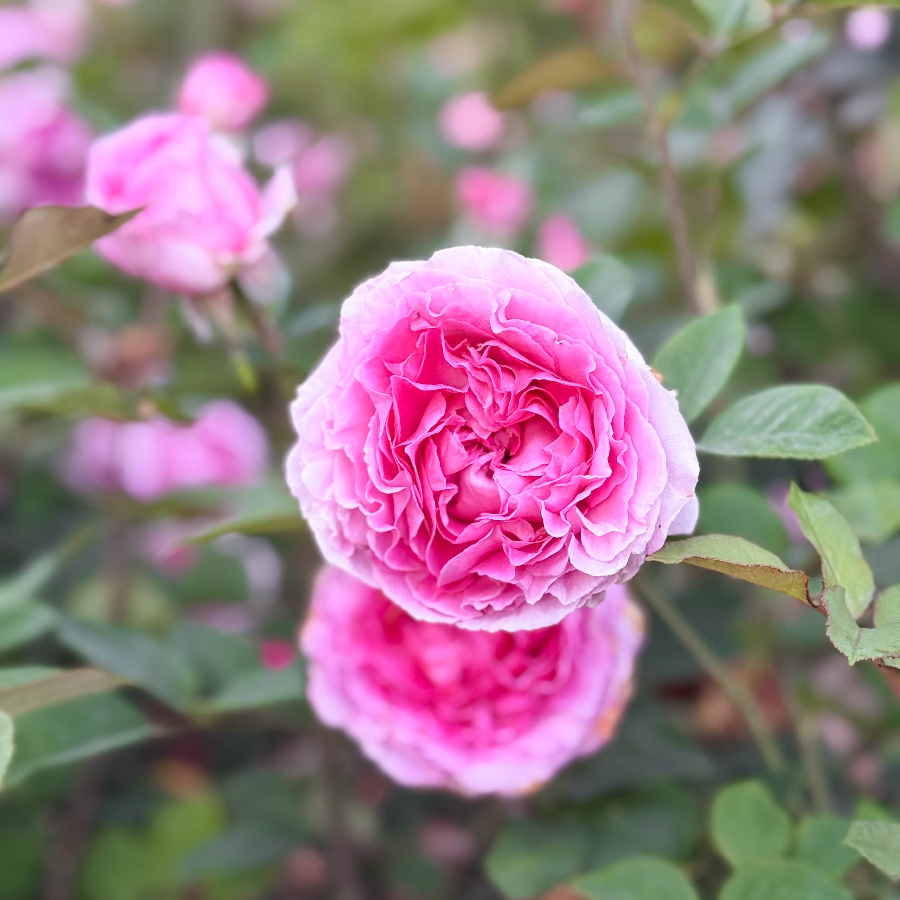 Raspberry Cupcake™ Bare Root Rose Bush
