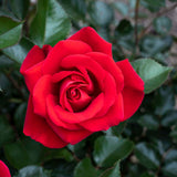 Ruby Red™ Potted Rose Bush