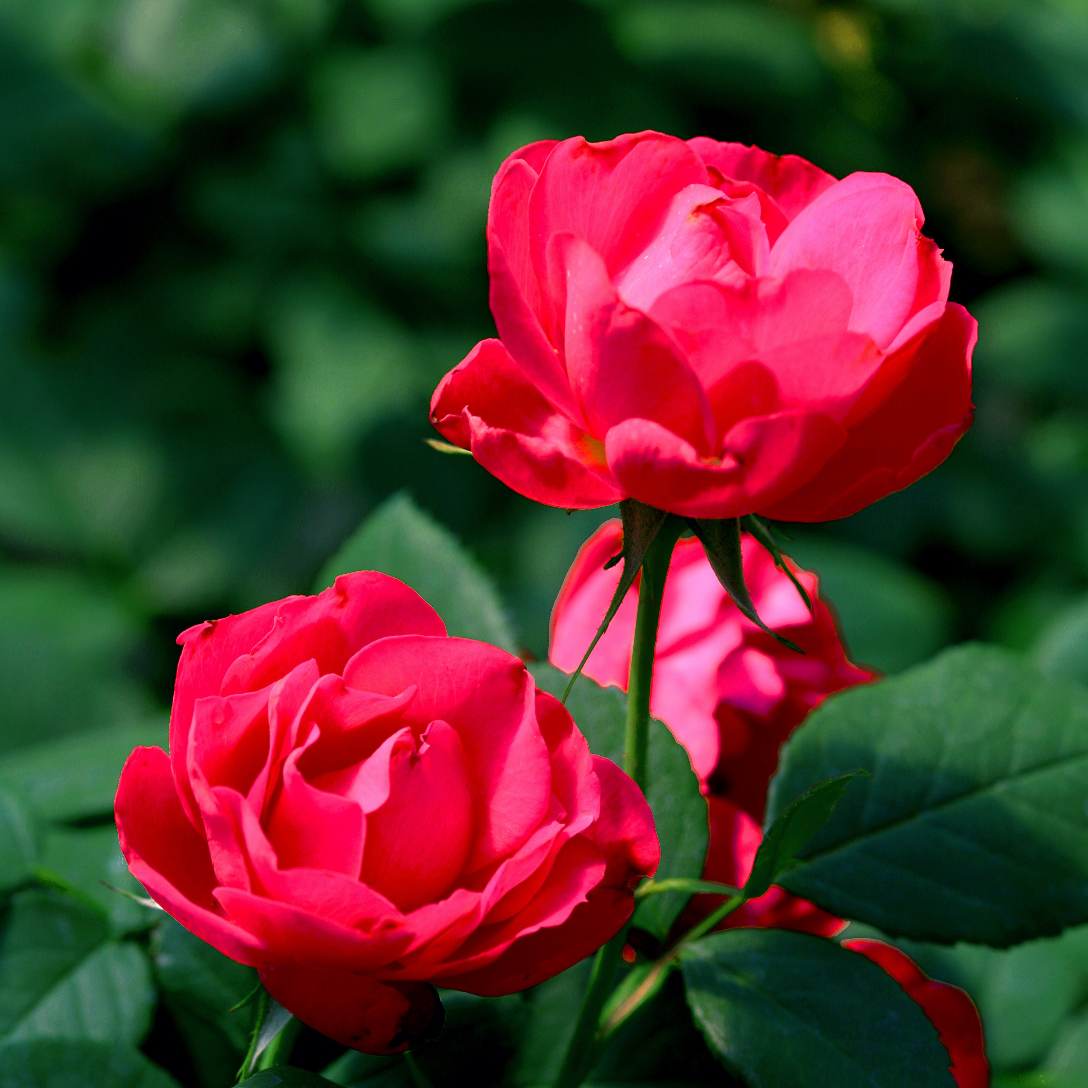 Proven Winners® Oso Easy® Double Red Potted Rose Bush