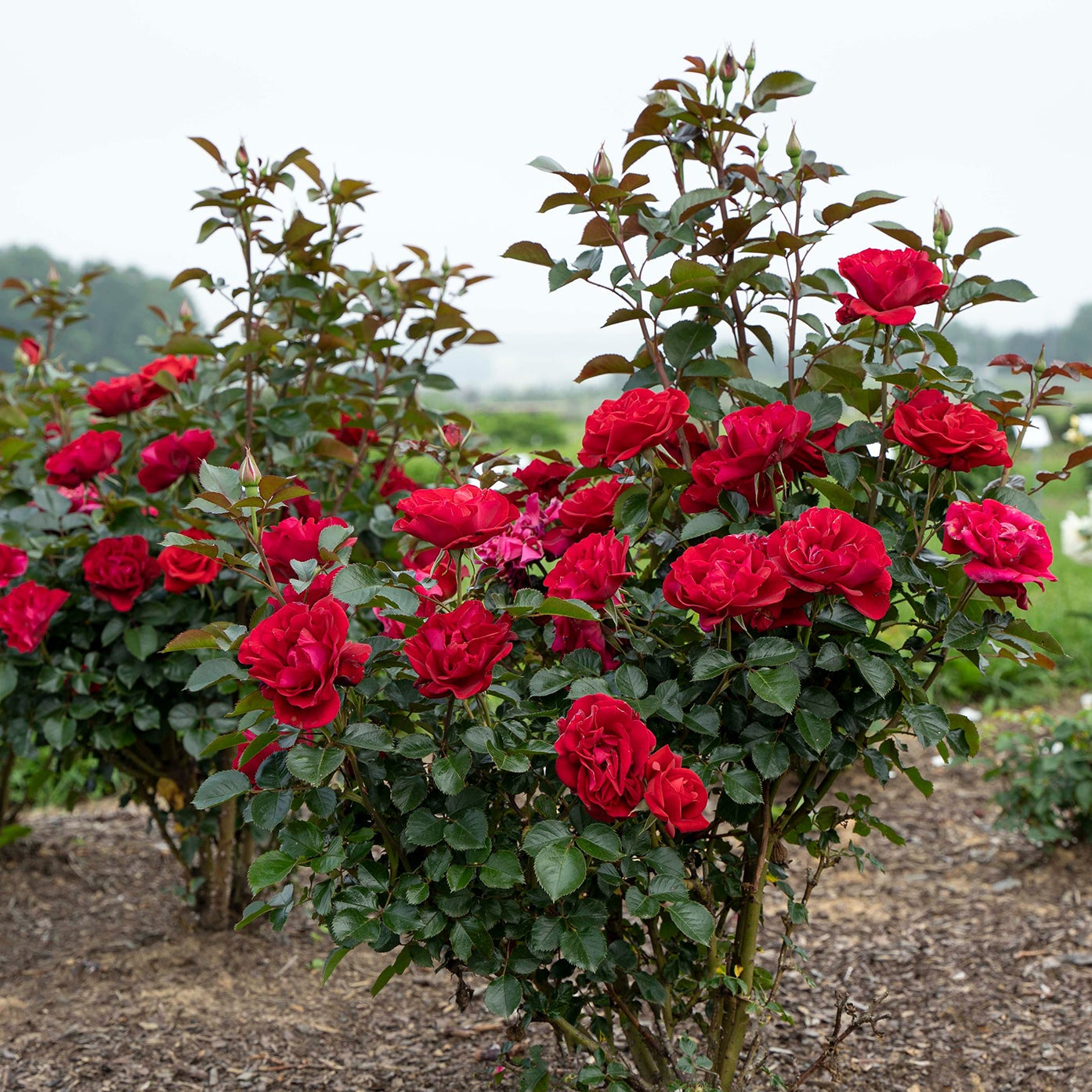 Ruby Red™ Bare Root Rose Bush