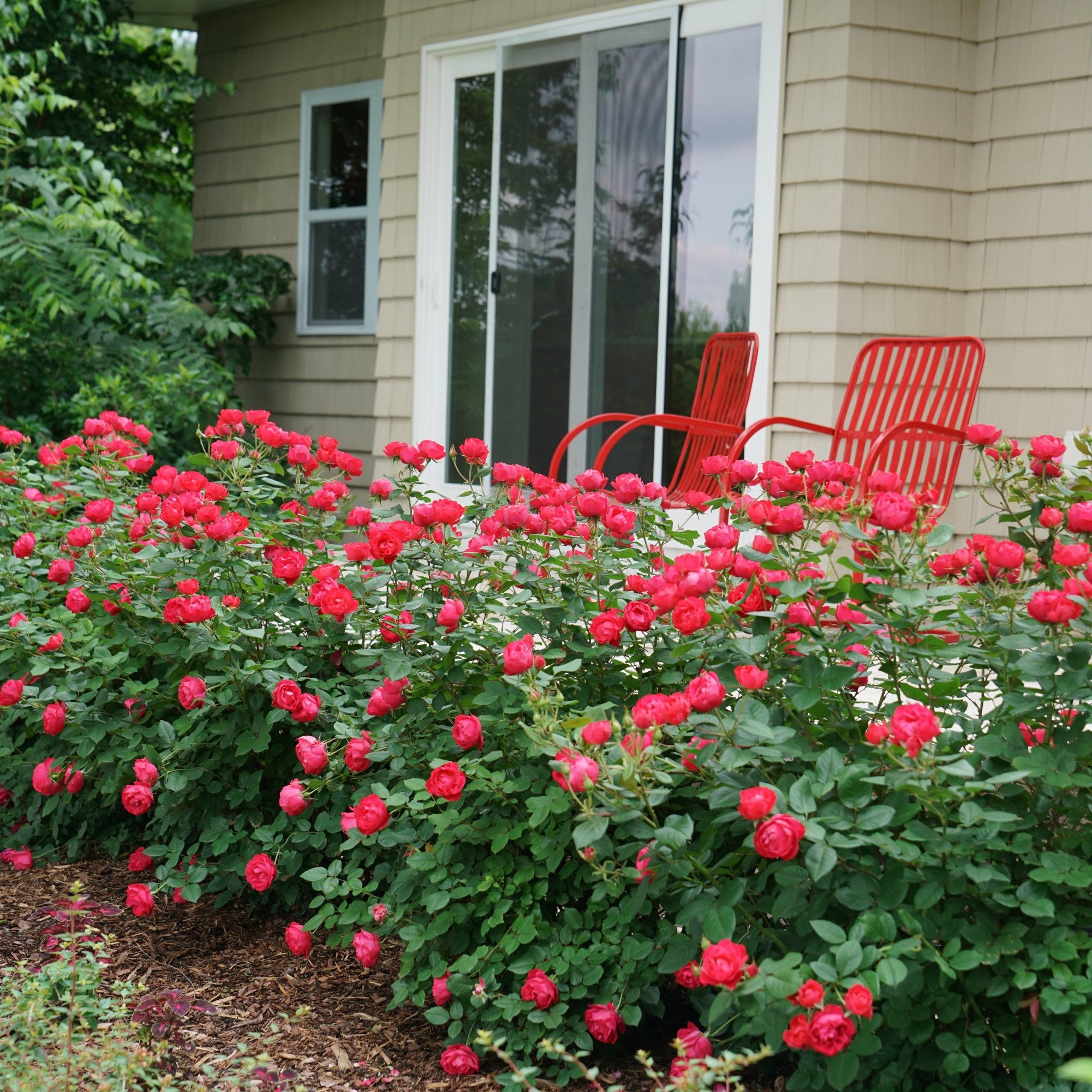 rose house plant Proven Winners® Oso Easy® Double Red Potted Rose Bush