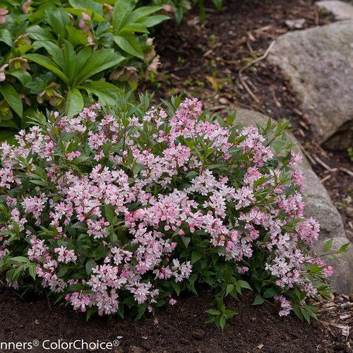Proven Winners® Deutzia Yuki Cherry Blossom® Potted Deutzia Bush