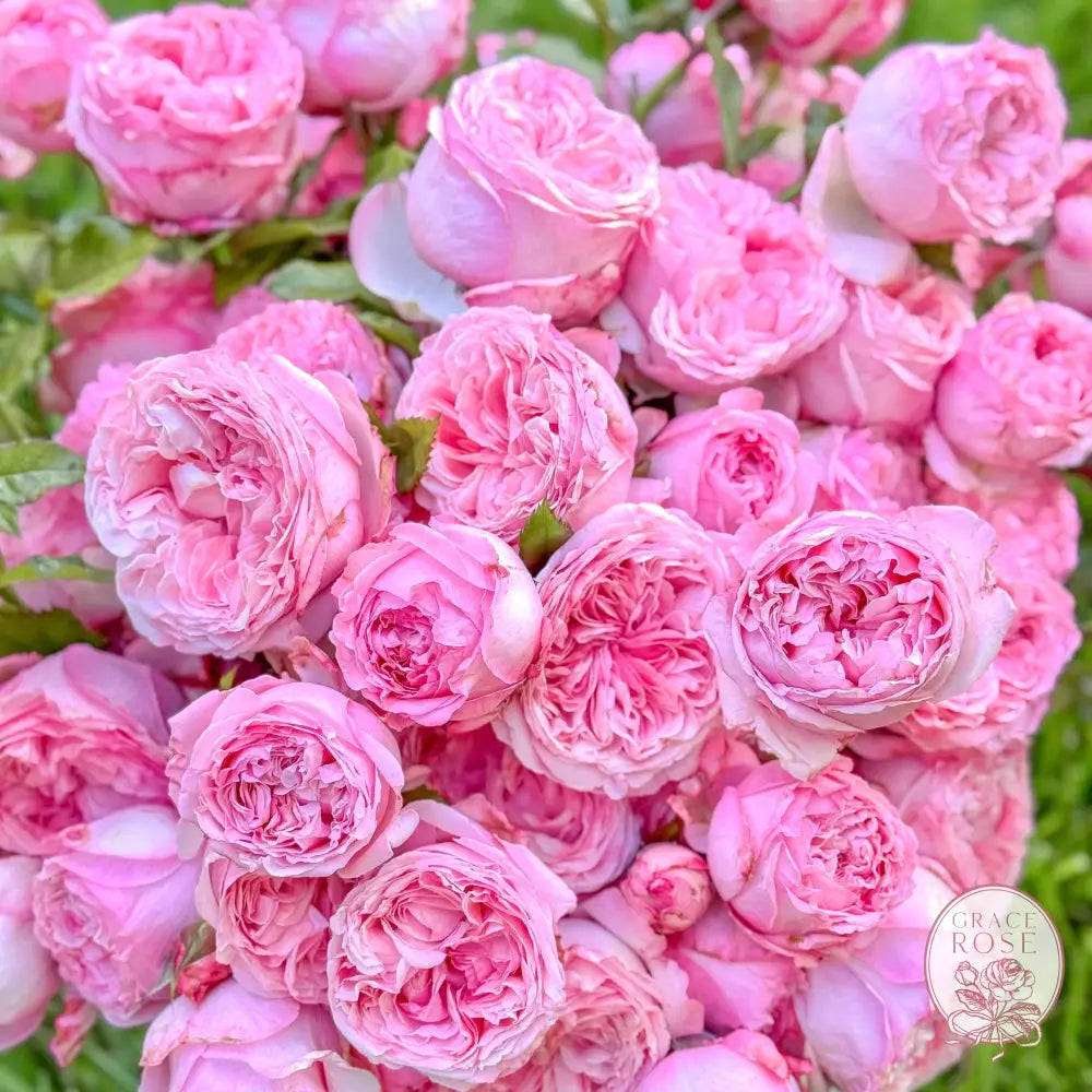 Ball Gown Potted Rose Bush Estate Rose™ Potted Rose Bush BUSHES