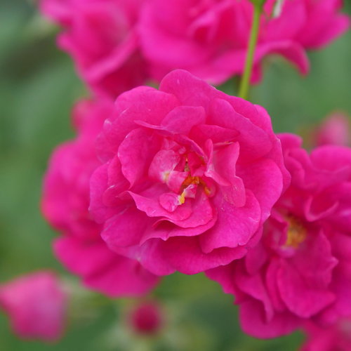 Proven Winners® Oso-Easy® Peasy® Potted Rose Bush