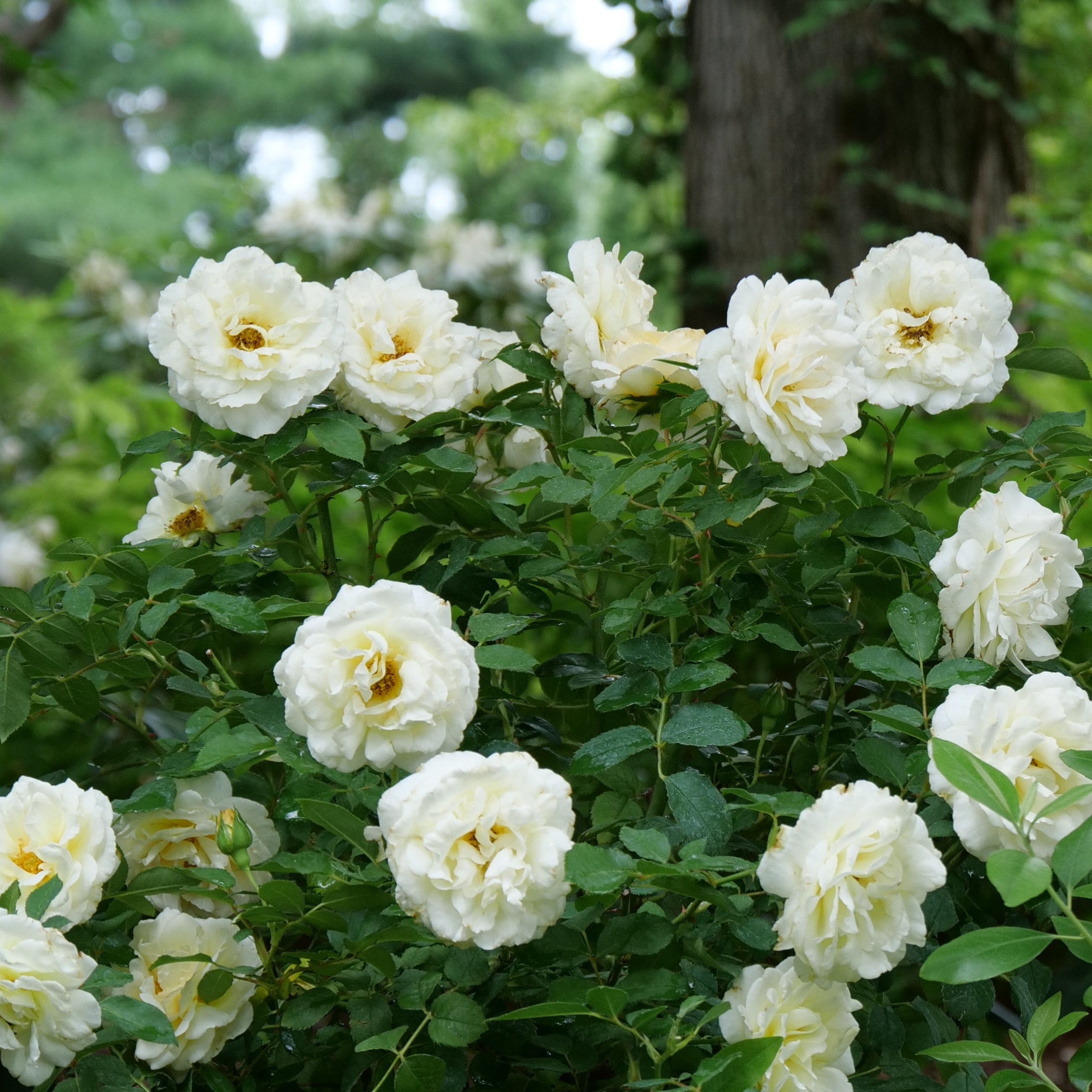 Proven Winners® Reminiscent® Crema Potted Rose Bush