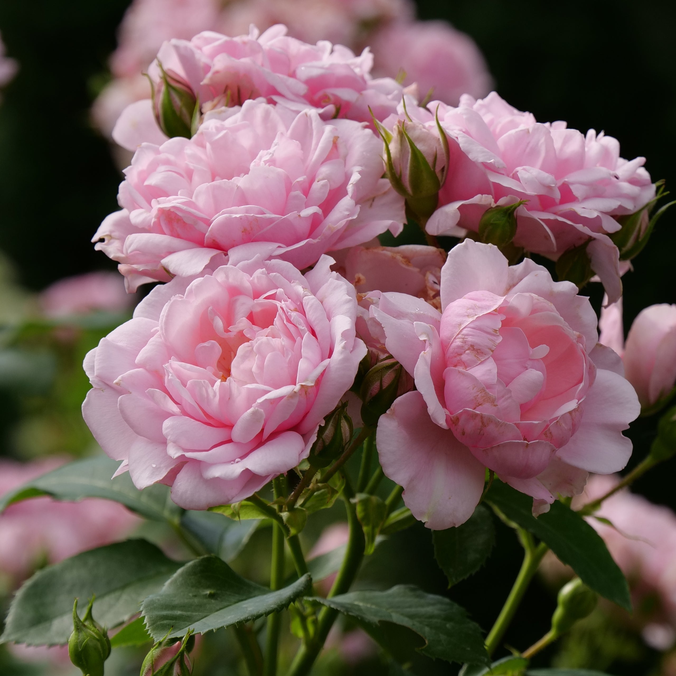 Proven Winners® Reminiscent™ Pink Potted Rose Bush