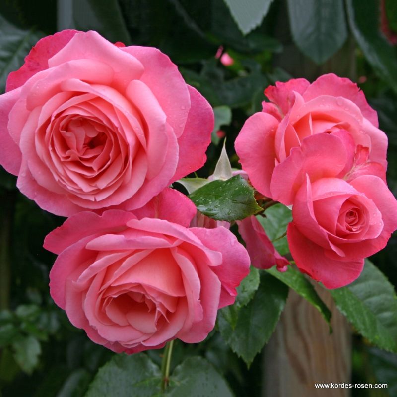 Rosanna® Bare Root Climbing Rose