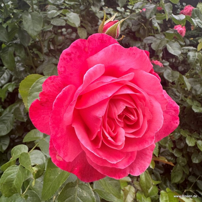 Rosanna® Bare Root Climbing Rose