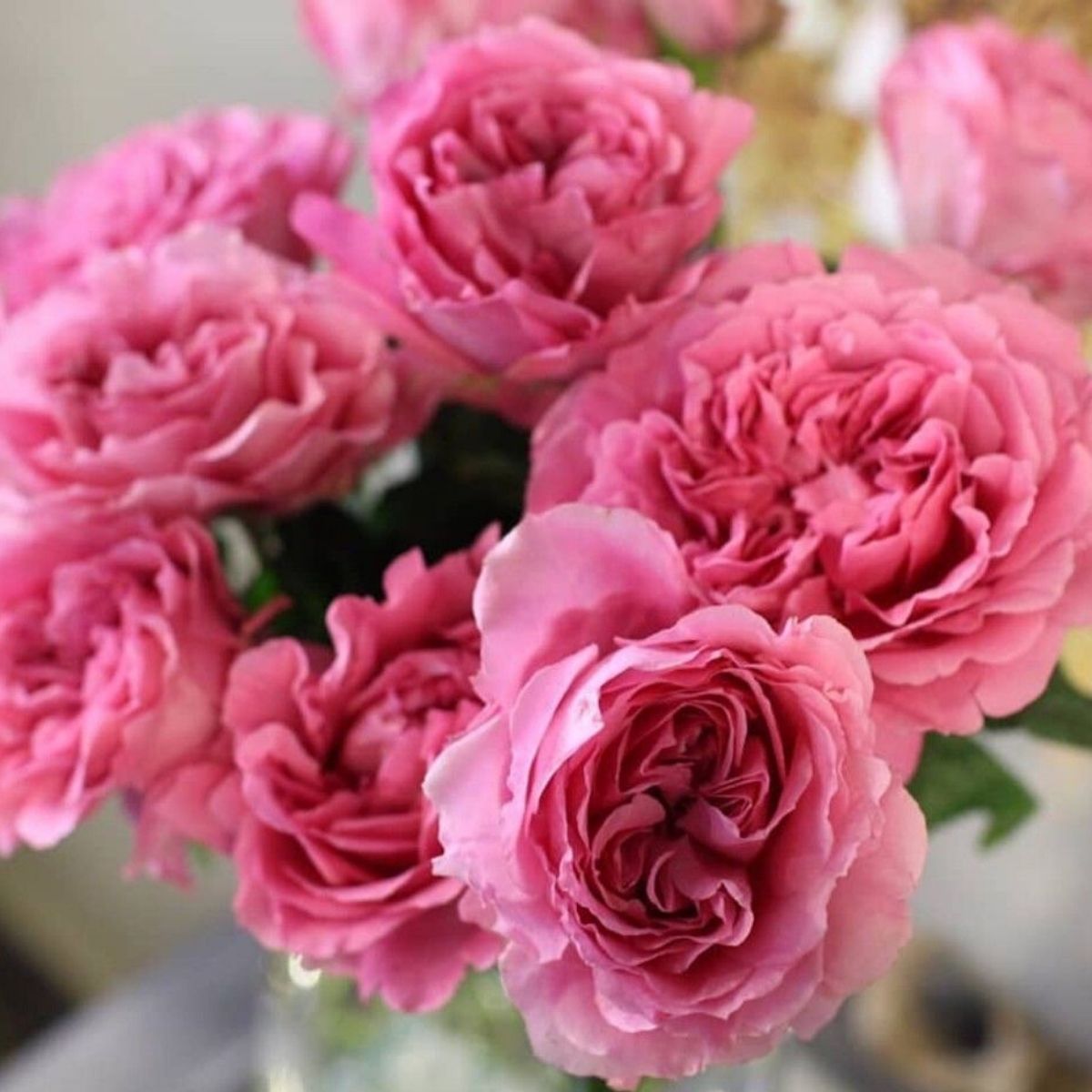 Princess Meiko® Potted Rose Bush