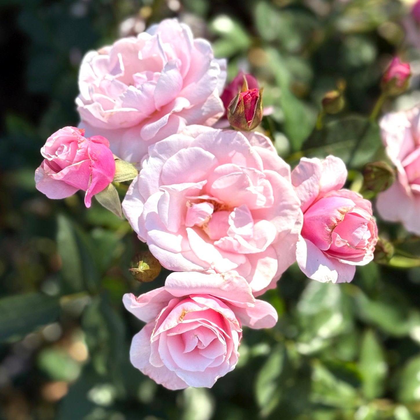 Our Lady Of Guadeloupe Potted Tree Rose
