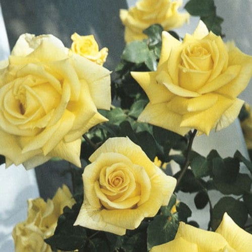 Royal Gold Bare Root Climbing Rose