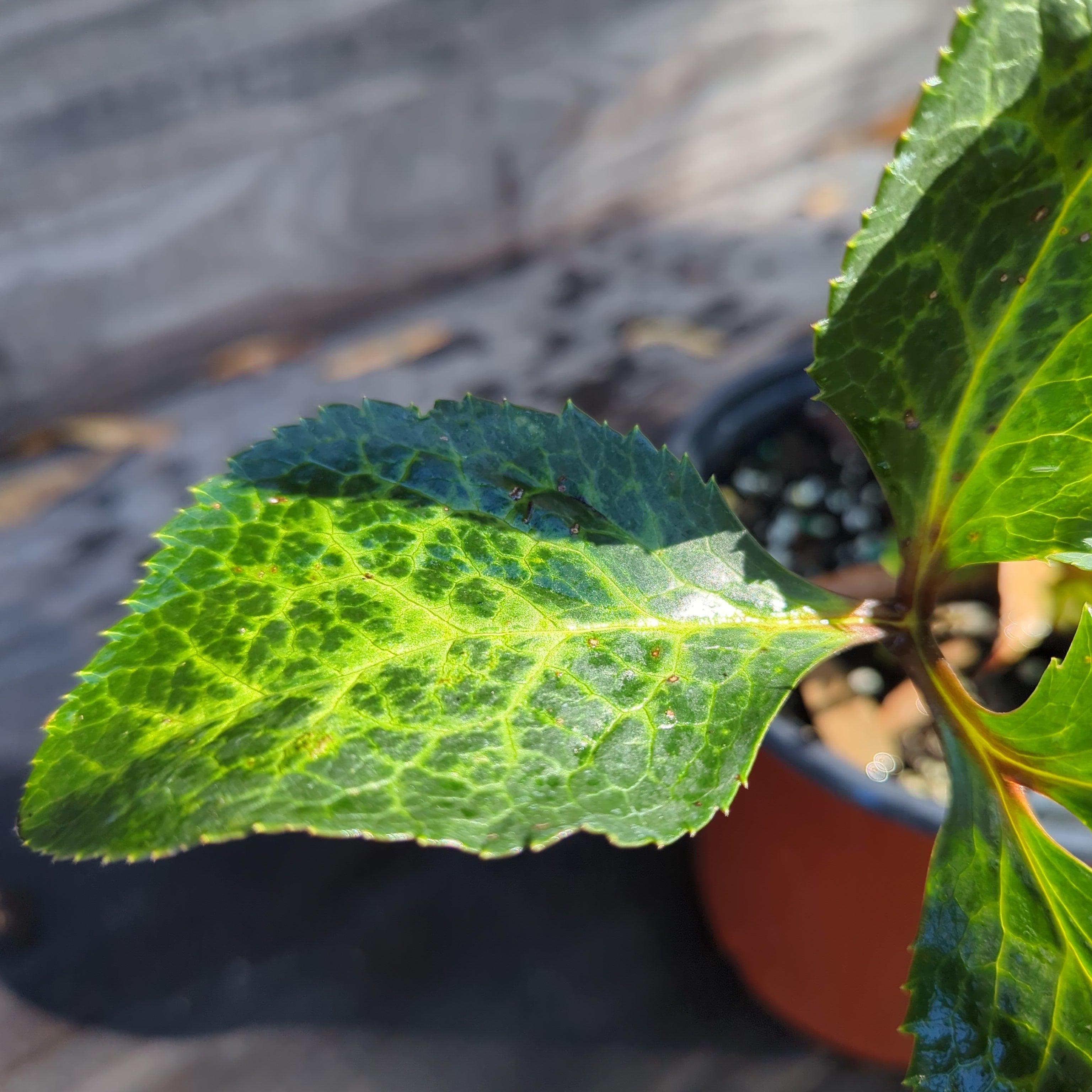 Hellebore FrostKiss® Molly's White Potted Lenten Rose Plant