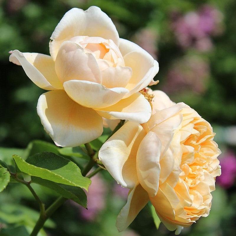David Austin® Charlotte Potted Rose Bush