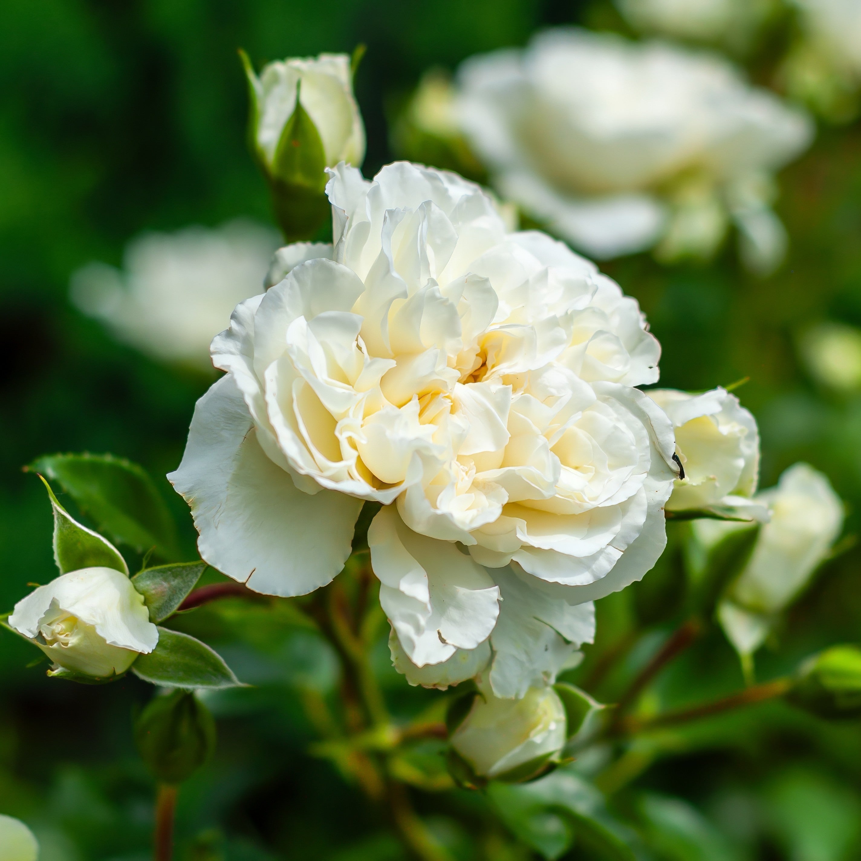 David Austin® Susan Williams-Ellis® Potted Rose Bush