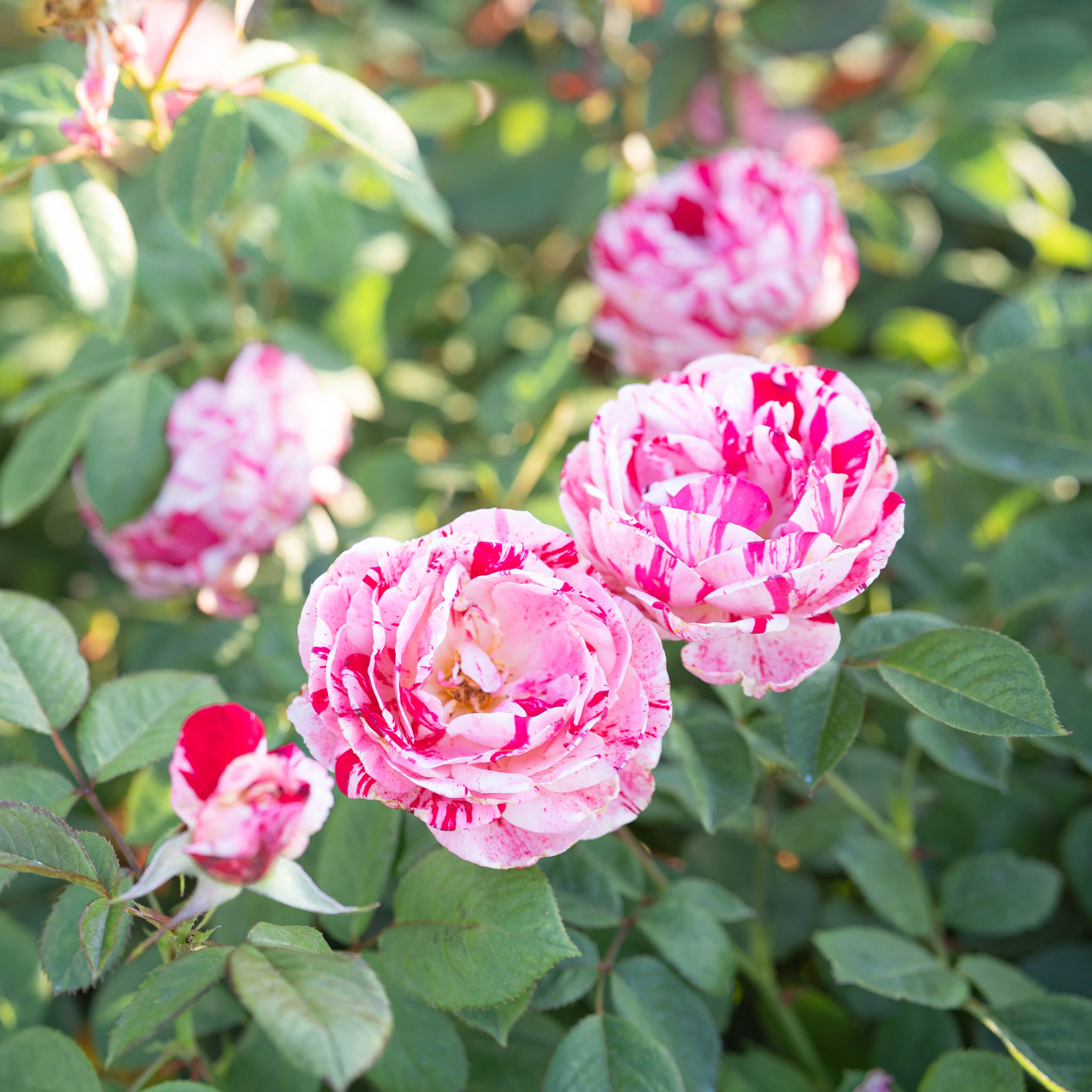 Scentimental Bare Root Rose Bush
