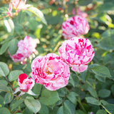 Scentimental™ Potted Rose Bush