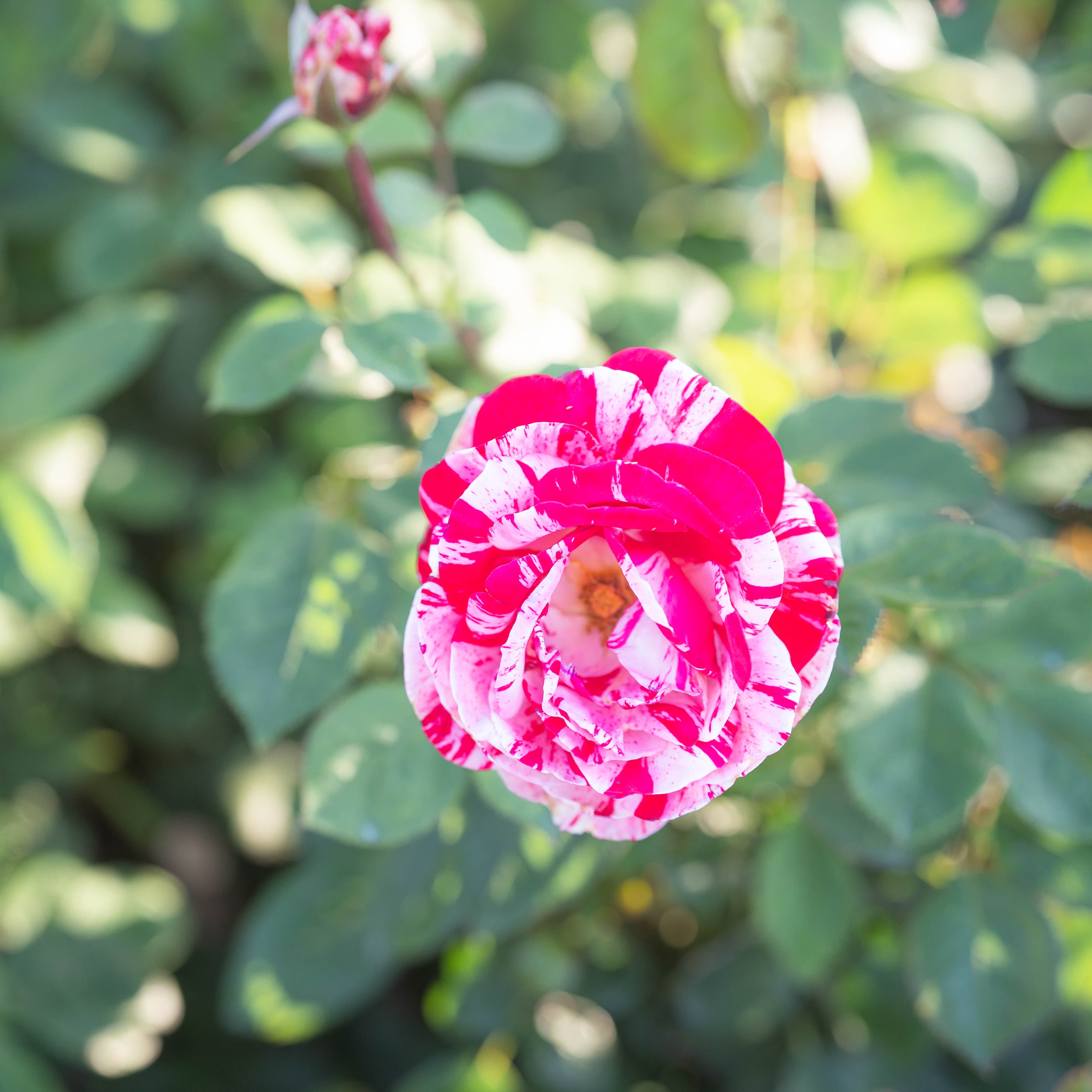 Scentimental Bare Root Rose Bush