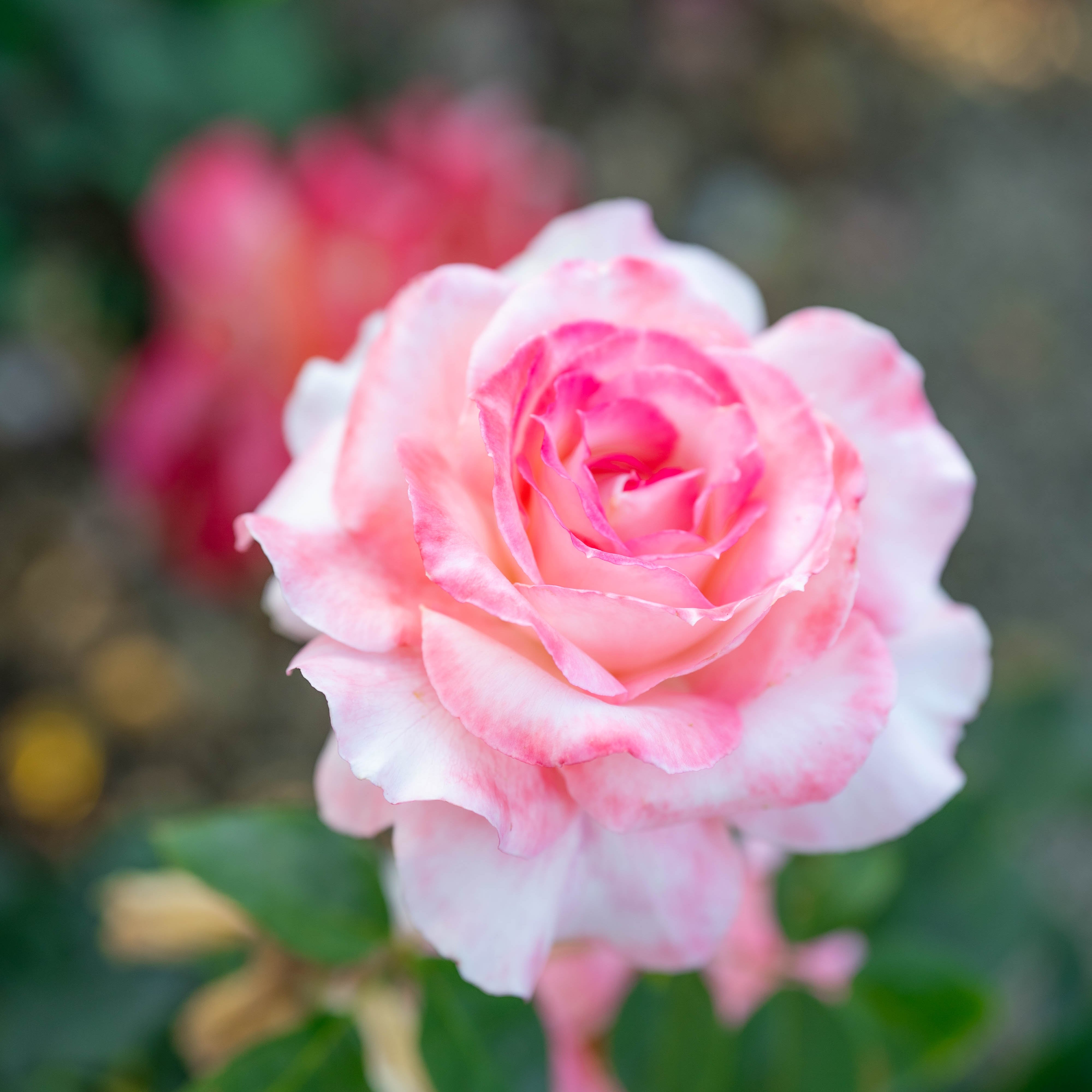 Secret™ Bare Root Rose Bush
