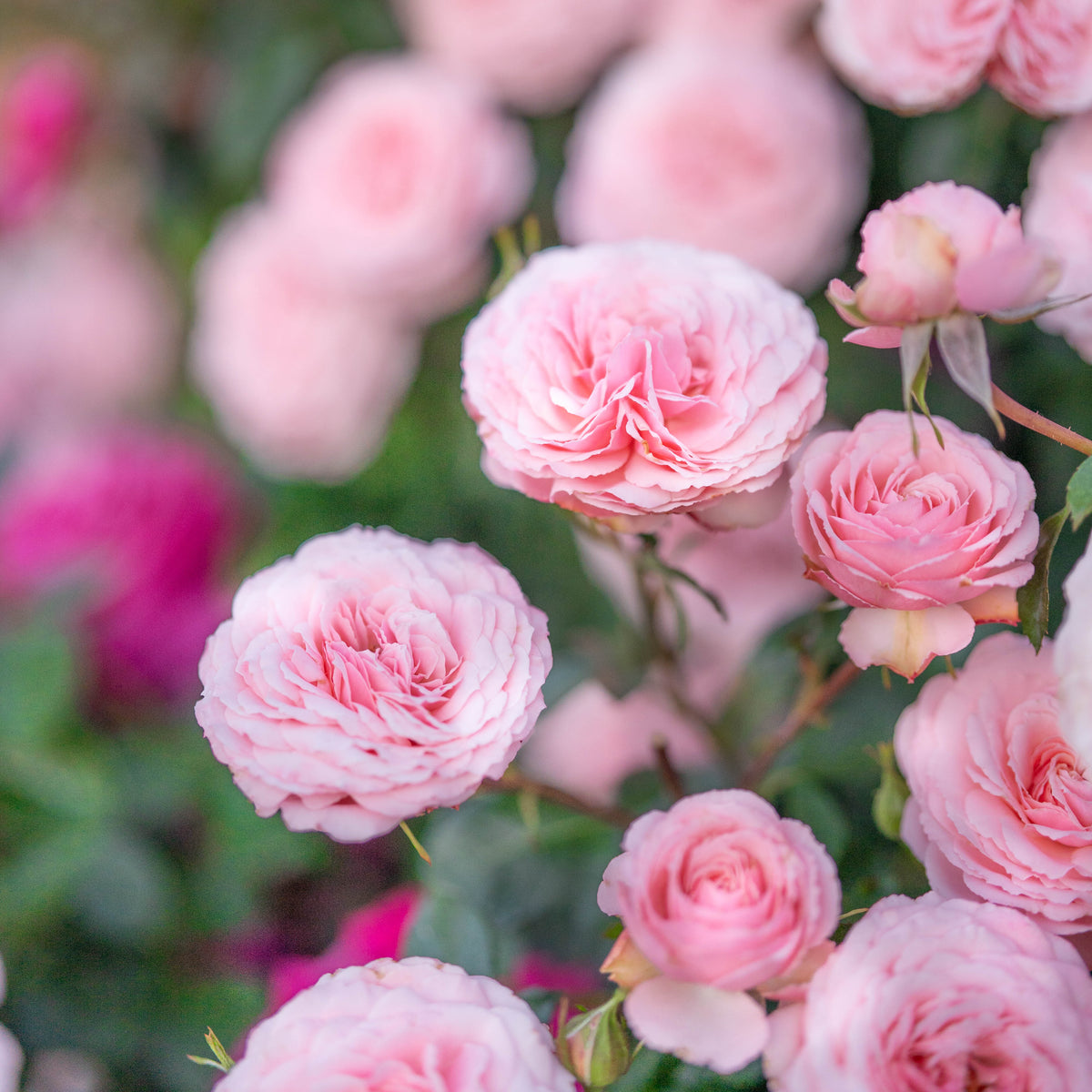 Sexy Rexy Bare Root Rose Bush