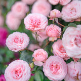 Sexy Rexy® Potted Rose Bush