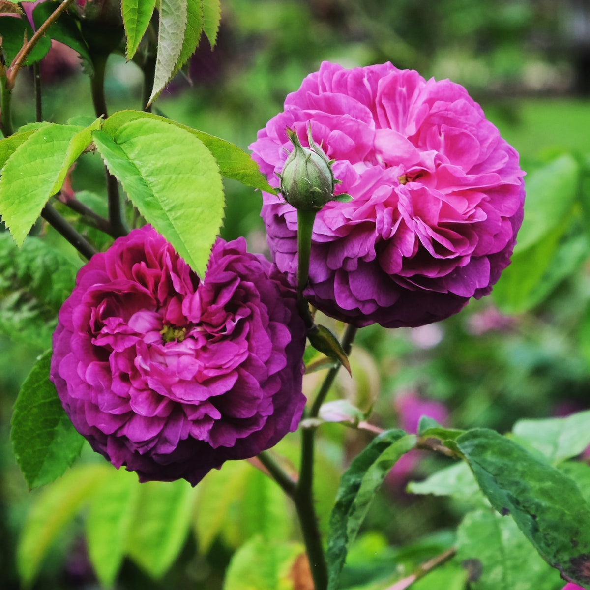 Reine Des Violettes Rose Bush