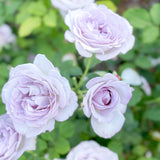 Silver Lining™ Potted Tree Rose