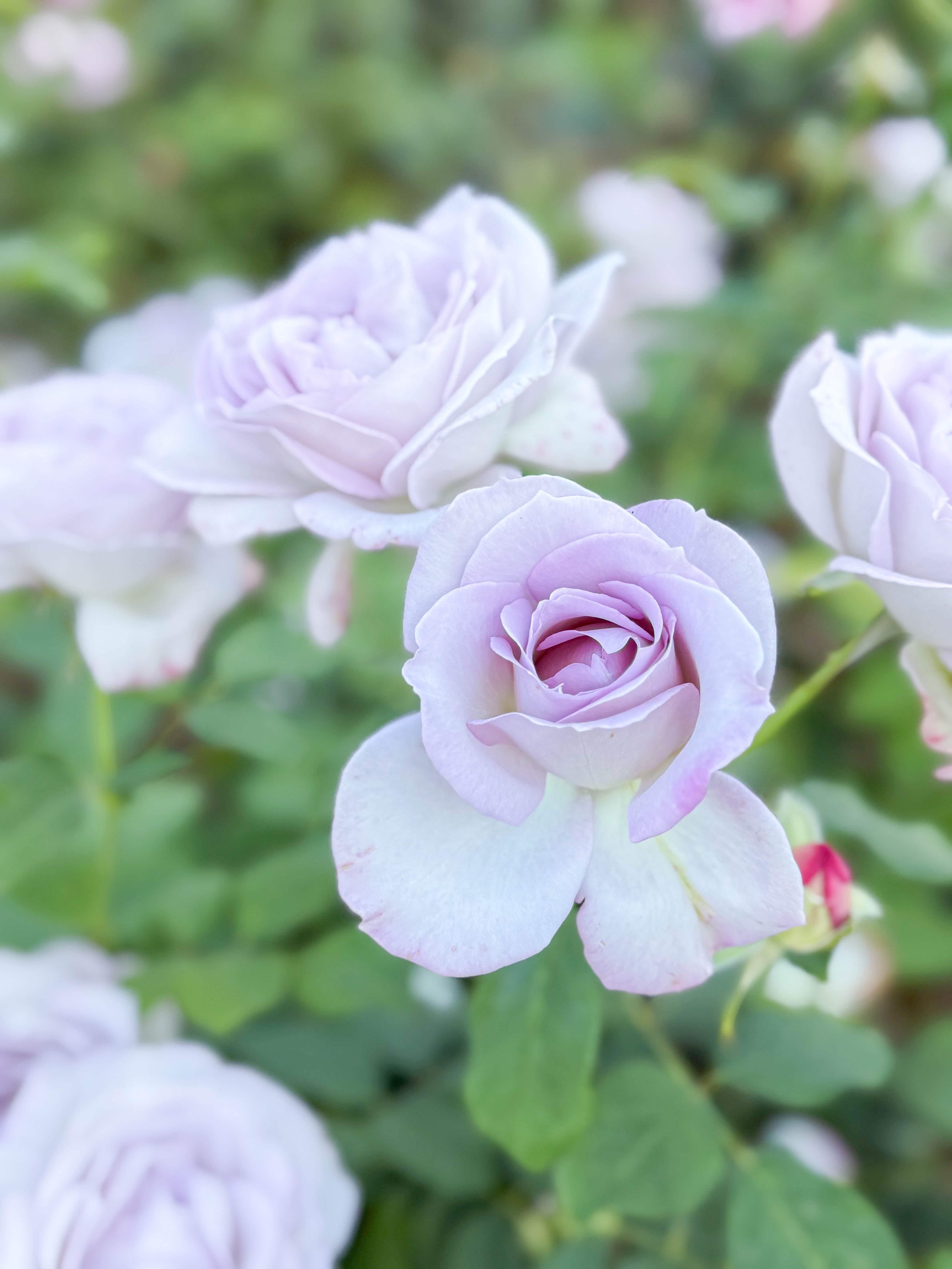 Silver Lining™ Potted Tree Rose