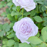 Silver Lining™ Bare Root Tree Rose