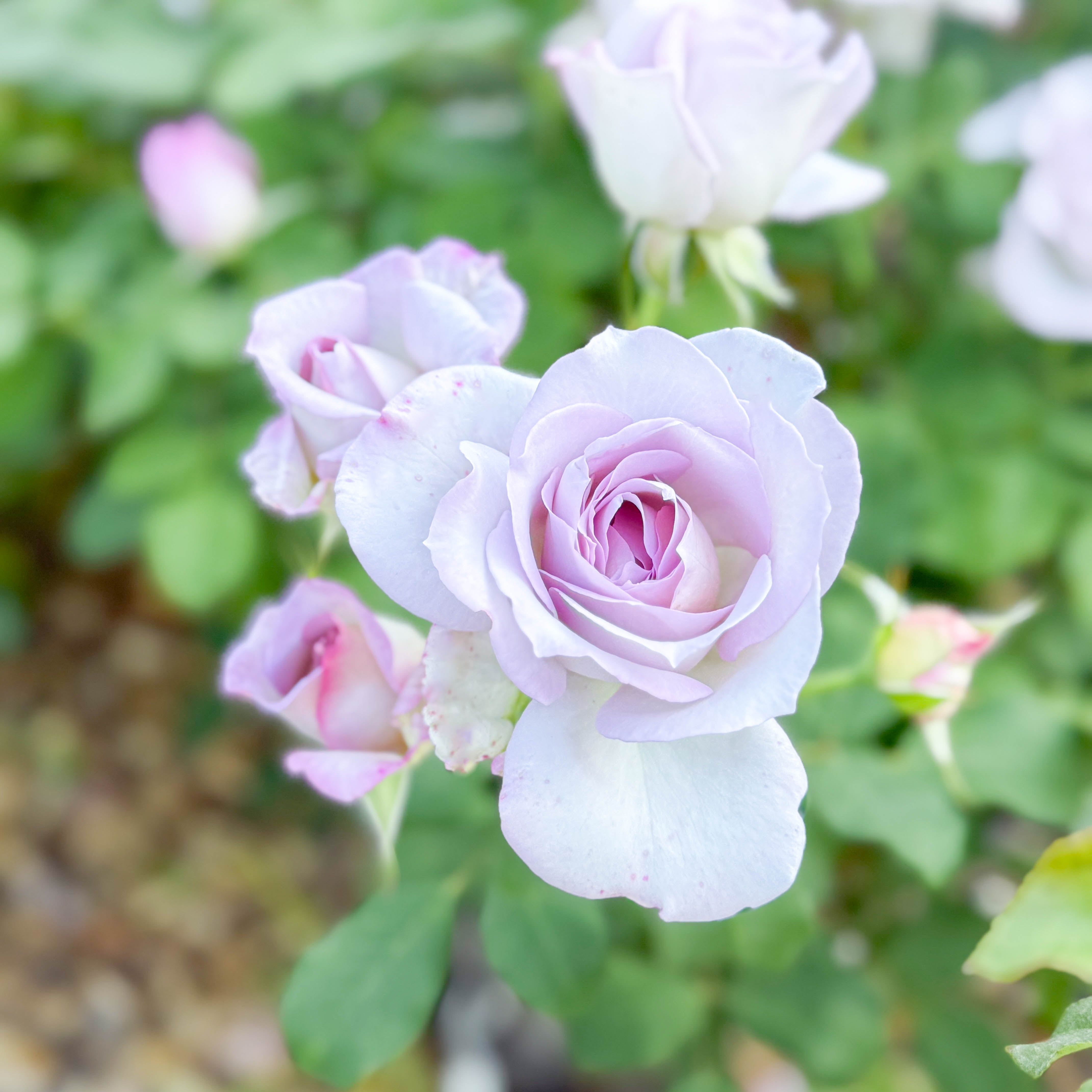 Silver Lining™ Potted Tree Rose