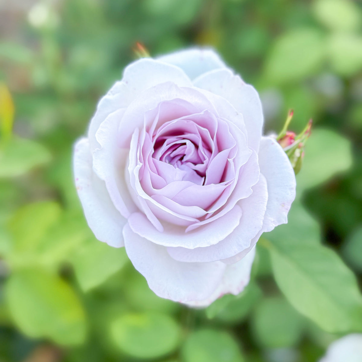 Silver Lining™ Bare Root Rose Bush