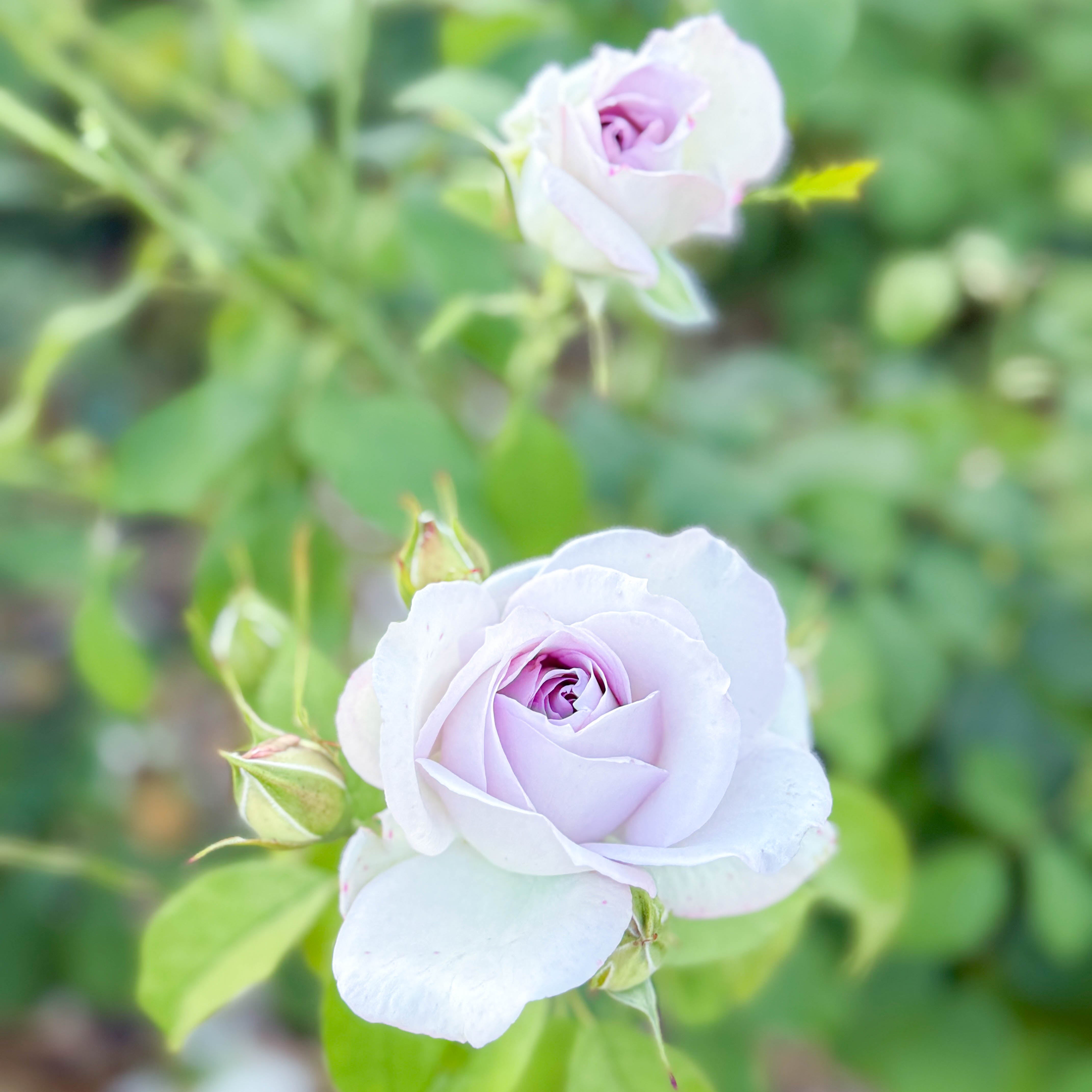 Silver Lining™ Potted Tree Rose