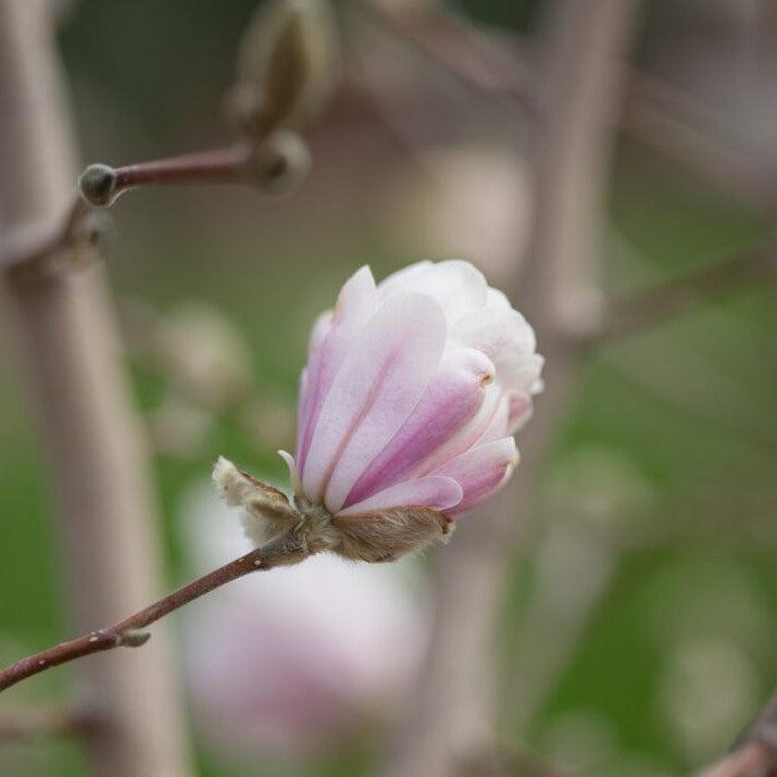 First Editions® Magnolia 'Centennial Blush' Potted Star Magnolia Plant