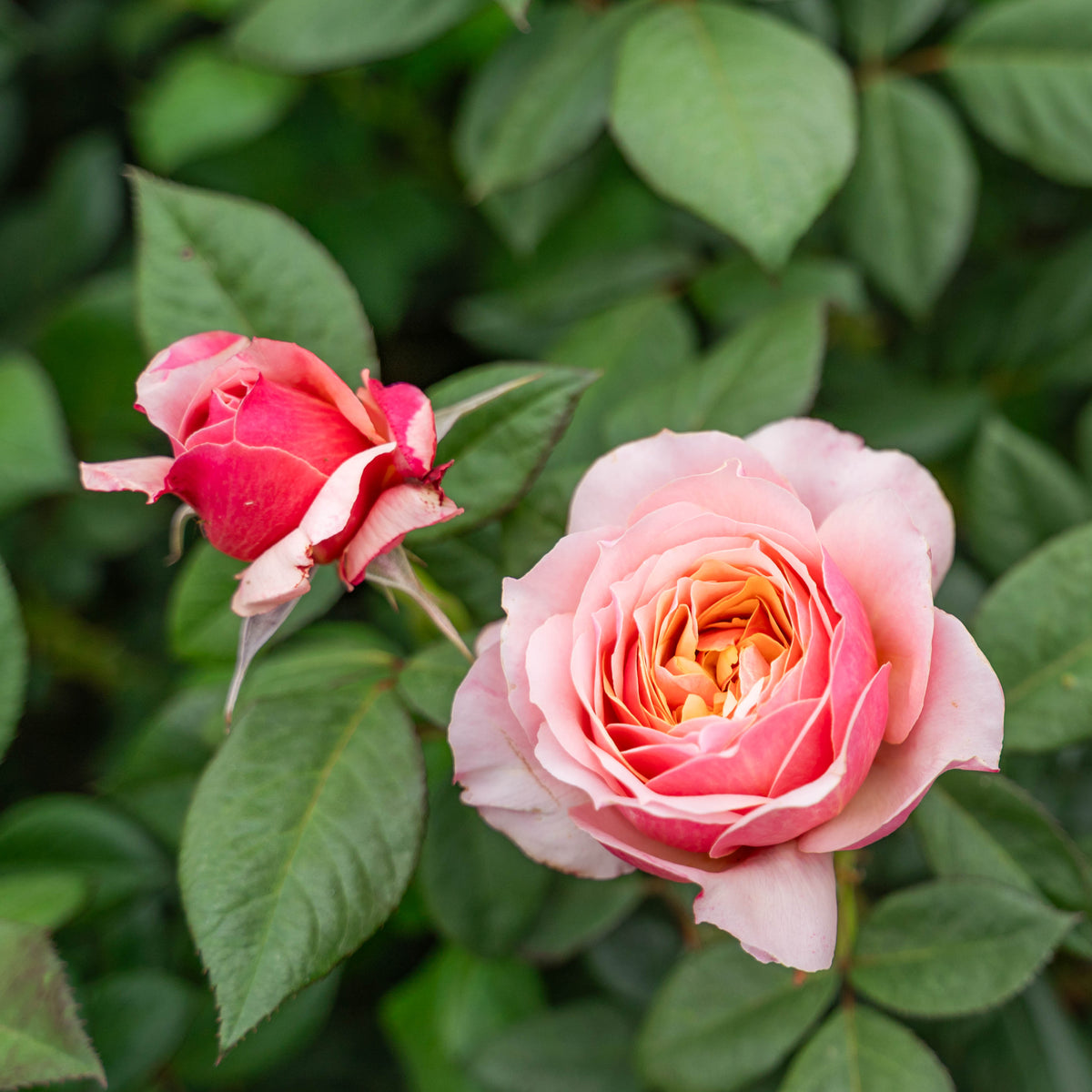 State of Grace™ Bare Root Rose Bush