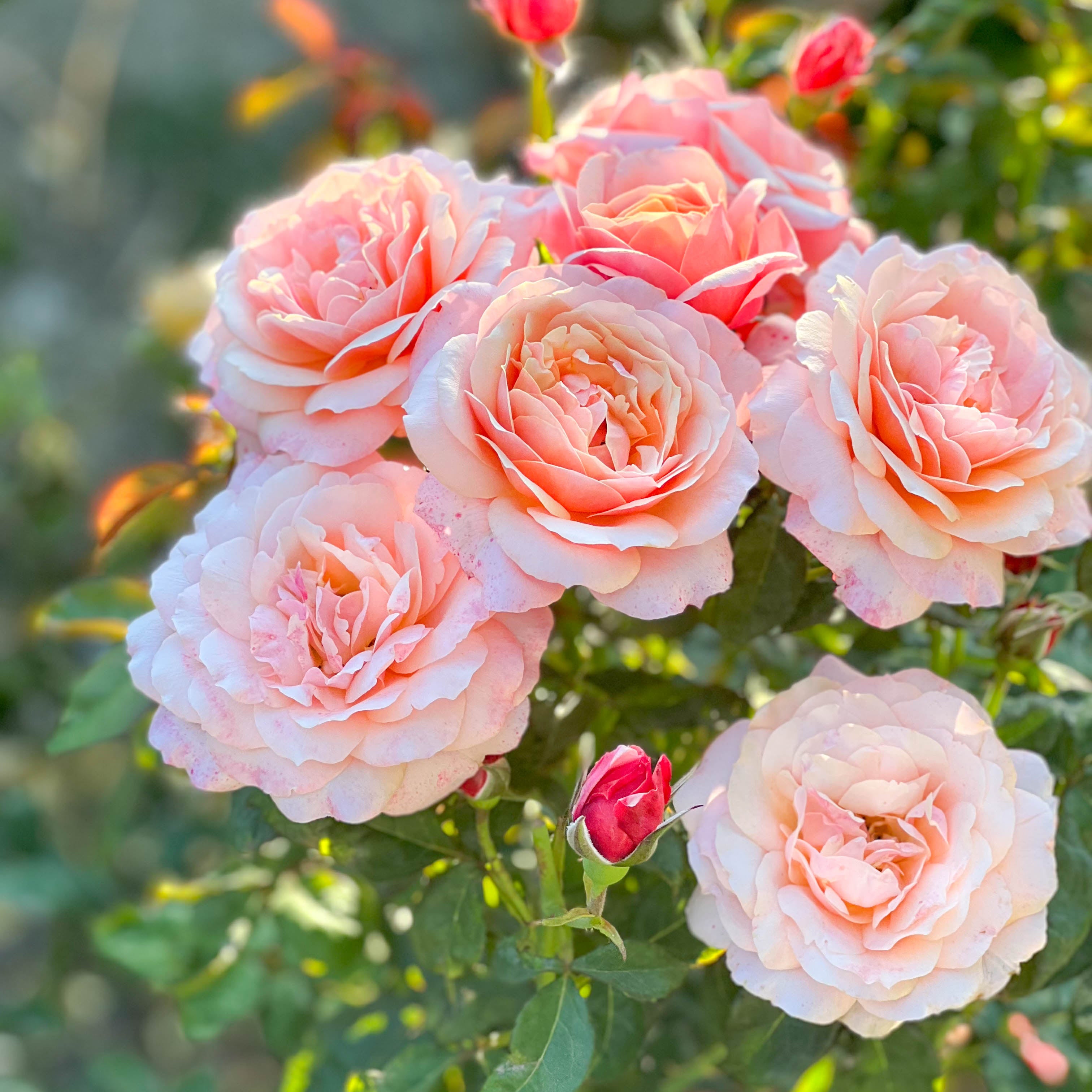 State of Grace™ Bare Root Rose Bush