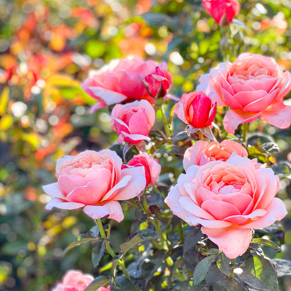 State of Grace™ Bare Root Rose Bush