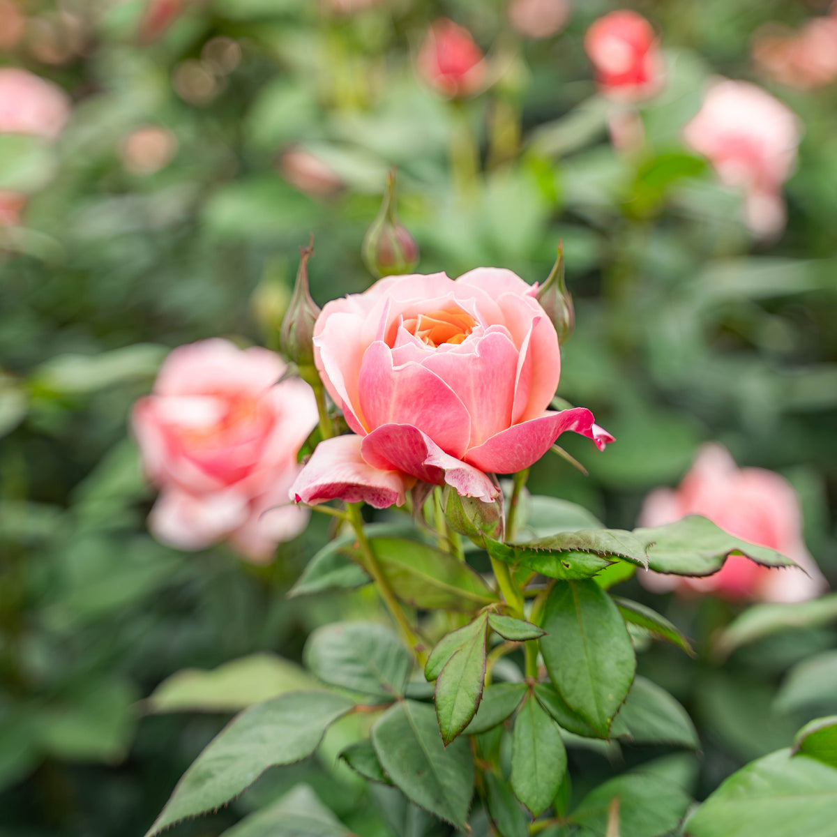 State of Grace™ Bare Root Rose Bush