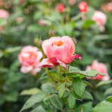 State of Grace™ Bare Root Tree Rose
