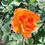 Strike It Rich™ Potted Rose Bush