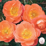 Sunblaze® Amber Potted Rose Bush