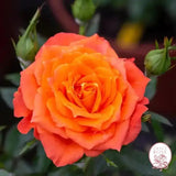 Sunblaze® Amber Potted Rose Bush